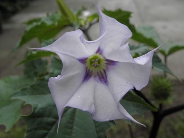 Datura stramonium var. tatula очаровывает нежными голубовато-сиреневыми цветками