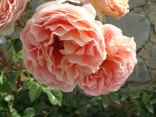 Романтическая роза Abraham Darby