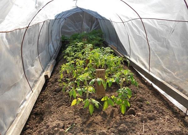 Отличные результаты дает выращивание помидоров под простыми пленочными укрытиями, фото с сайта kan.ucoz.ru
