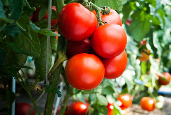 Секреты успешного выращивания томатов просты