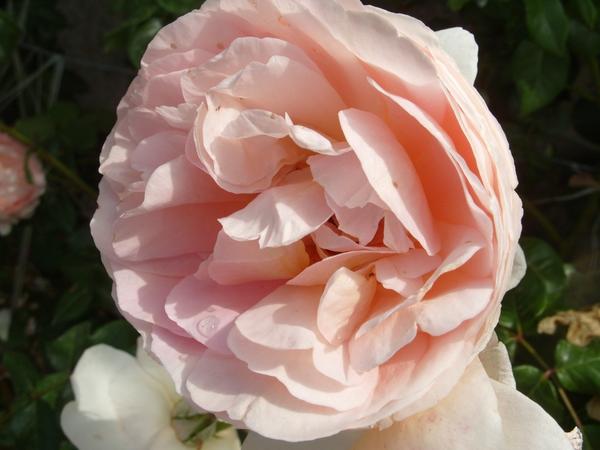 Роза сорт William Morris