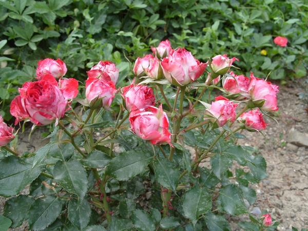 Роза сорт Гранатовый Браслет