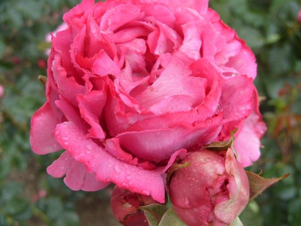 Роза сорт Yves Piaget