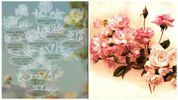 Генеалогическое древо семьи Гийо, фото с сайта kajuta.net и старинные полиантовые розы Paguerette и Magnonette, фото с сайта Meemelink