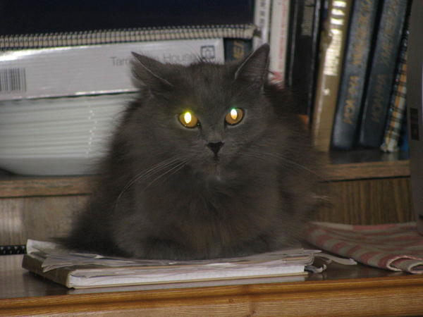 Котосветильник