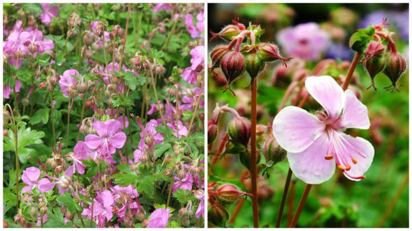 Герань кантабрийская Westray. Фото с сайта www.penlanperennials.co.uk. Герань кантабрийская Hanne. Фото с сайта www.dorsetperennials.co.uk. Герань кантабрийская Westray. Фото с сайта www.penlanperennials.co.uk. Герань кантабрийская Hanne. Фото с сайта www.dorsetperennials.co.uk.
