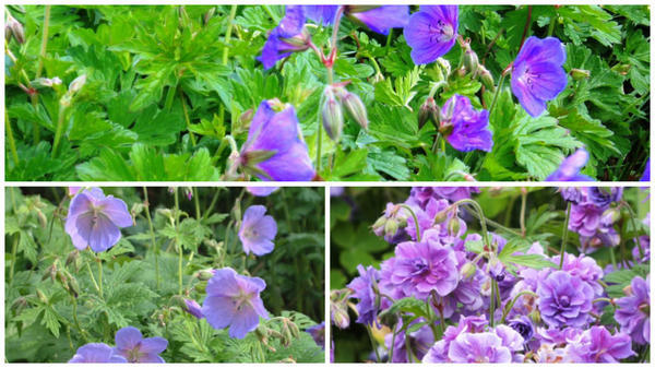 Герань гималайская Gravetye. Фото с сайта www.elainezengplants.wordpress.com. Герань гималайская Irish Blue. Фото с сайта www.dorsetperennials.co.uk. Герань гималайская Plenum. Фото с сайта www.dorsetperennials.co.uk. Герань гималайская Gravetye. Фото с сайта www.elainezengplants.wordpress.com. Герань гималайская Irish Blue. Фото с сайта www.dorsetperennials.co.uk. Герань гималайская Plenum. Фото с сайта www.dorsetperennials.co.uk.