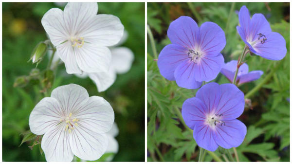 Герань луговая Kashmir White. Фото с сайта ru.pinterest.com. Герань луговая Kashmir Purple. Фото с сайта www.dorsetperennials.co.uk.