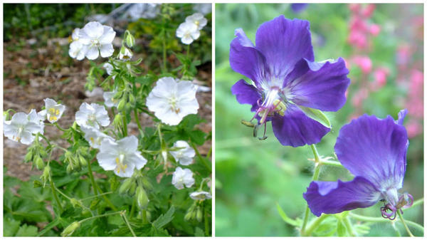 Герань красно-бурая f. album. Фото с сайта www.dorsetperennials.co.uk. Герань красно-бурая Langthorns Blue. Фото с сайта ru.pinterest.com Герань красно-бурая f. album. Фото с сайта www.dorsetperennials.co.uk. Герань красно-бурая Langthorns Blue. Фото с сайта ru.pinterest.com