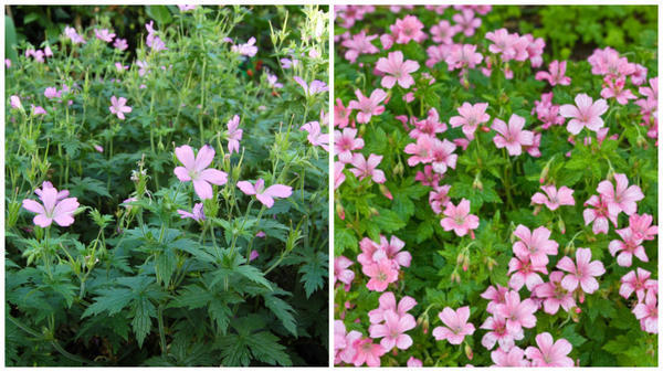 Герань Эндресса 'Wargrave Pink'. Фото с сайта davisla.wordpress.com. Герань Эндресса, цветки крупным планом. Фото с сайта www.gardenia.net