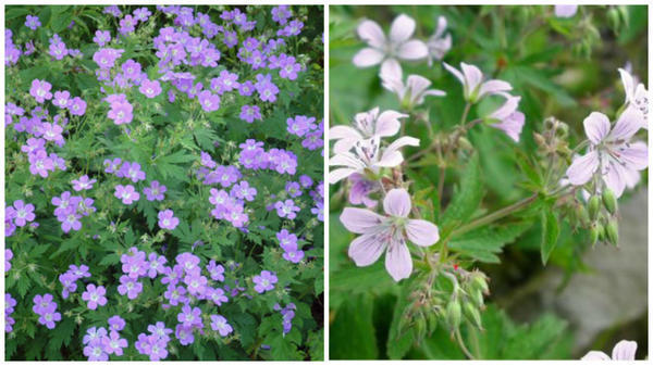 Герань лесная 'Mayflower'. Фото с сайта www.dorsetperennials.co.uk. Герань лесная var.wanneri. Фото с сайта www.plantes-shopping.fr Герань лесная 'Mayflower'. Фото с сайта www.dorsetperennials.co.uk. Герань лесная var.wanneri. Фото с сайта www.plantes-shopping.fr