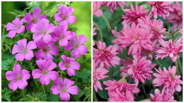 Герань оксфорская 'Rose Clair'. Фото с сайта www.99roots.com. Герань оксфорская 'Southcombe Double'. Фото с сайта www.vasteplant.be