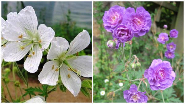 Герань луговая f. albiflorum. Фото с сайта ru.pinterest.com. Герань луговая 'Flore Pleno'. Фото с сайта www.growsonyou.com