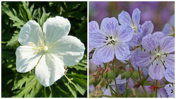 Герань луговая 'Galactic'. Фото с сайта www.about-garden.com. Герань луговая 'Mrs. Kendall Clark'. Фото с сайта www.anniesannuals.com