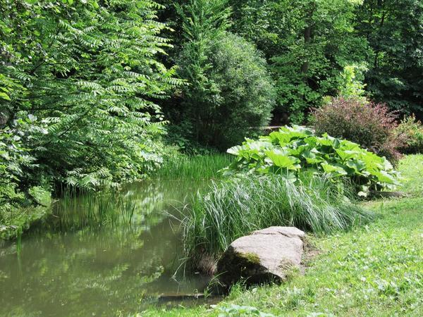 Высокие многолетники у воды. Фото автора