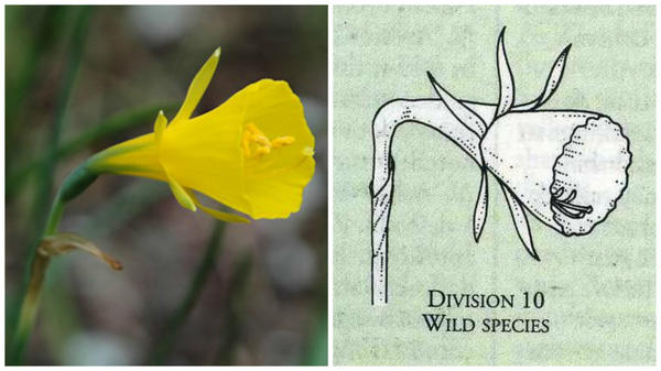 Нарцисс бульбокодиум. Фото с сайта pacificbulbsociety.org. Цветок-эталон 10 группы, рисунок Encyclopedia of garden plants