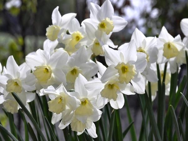 Нарцисс садовый сорт Tresamble. Фото с сайта irgardencentre.com