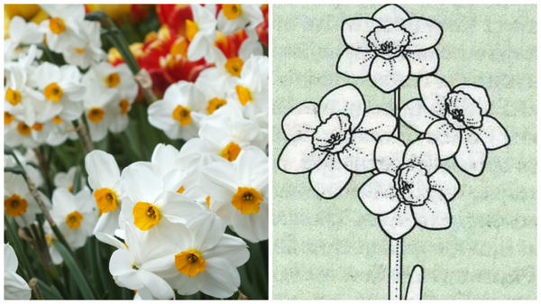Нарцисс садовый сорт Geranium. Фото с сайта vanengelen.com. Цветок-эталон 8 группы, рисунок Encyclopedia of garden plants