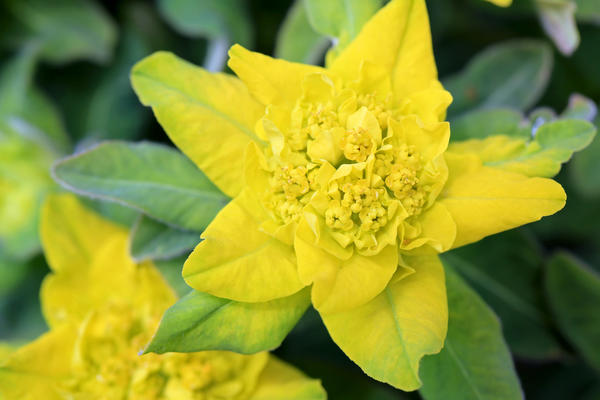 Молочай многоцветковый (Euphorbia polychroma)