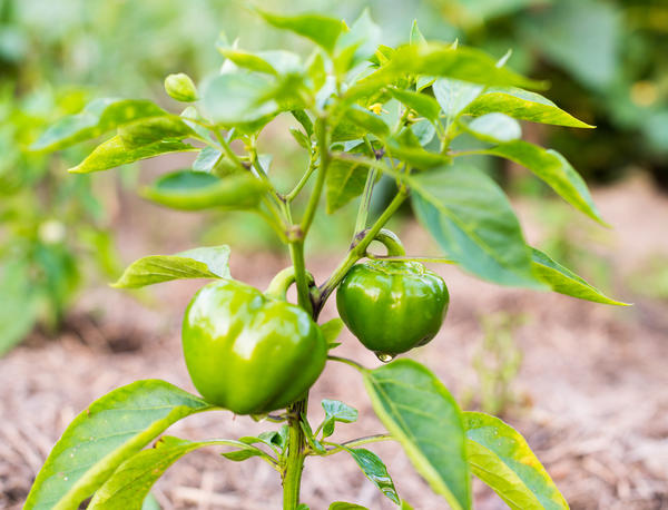 Выращивание болгарского перца: требования к влаге и почве