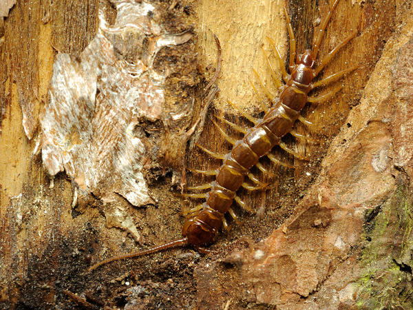 Костянка. Фото с сайта macroid.ru