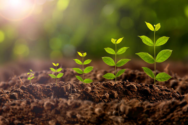 Регуляторы роста и развития растений - не волшебная палочка