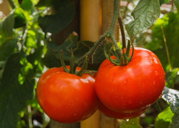 Как пасынковать помидоры: технология, особенности для разных сортовтоматов. Видео