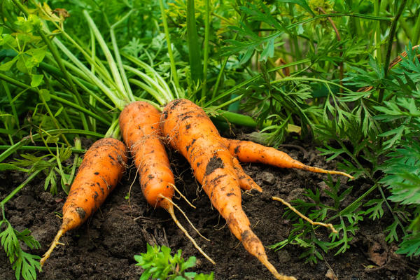 Хороший урожай моркови может вырастить любой огородник