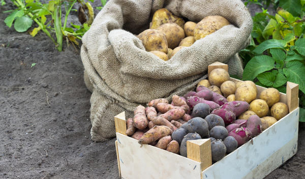 Хранение картофеля: подготовка, условия, способы. Видео
