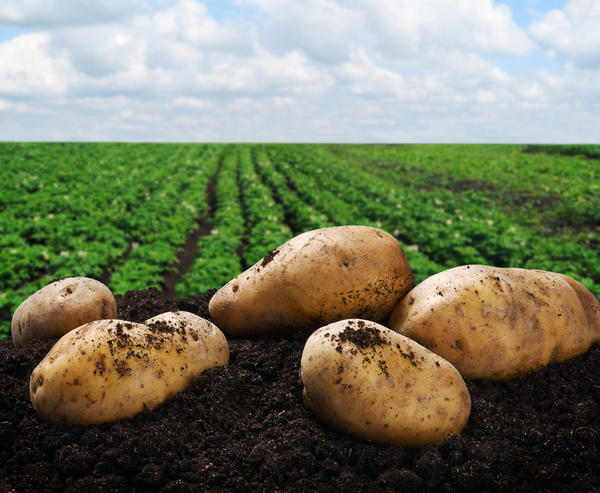 В чем хранить картошку в погребе и как сохранить урожай картофеля до весны без потерь
