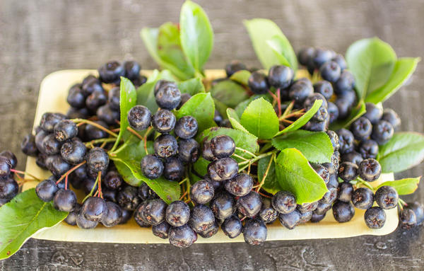 Черноплодная рябина - одна из самых полезных плодовых культур