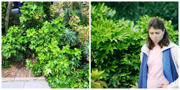 Фатсхедера Лице. Фото с сайта plantlust.com. Фатсхедера в парке, фото автора