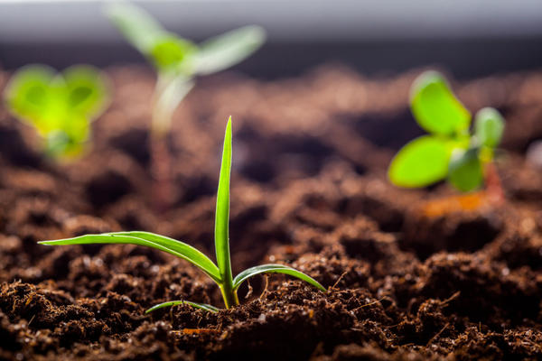 Не все органические удобрения полезны для почвы
