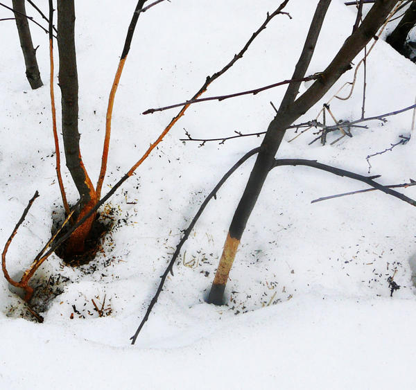 Саженцы нужно обязательно защитить от грызунов. Фото с сайта pitomnik45km.ru