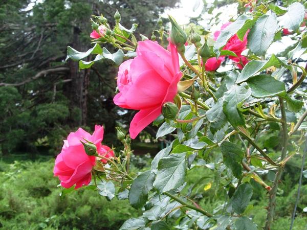 Сорта роз Кордеса: отзывы и фотографии авторских сортов роз