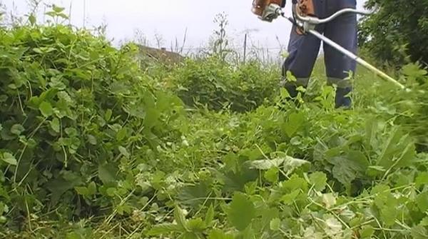 The motokosa helped control the weeds.  Photo from the site i.ytimg.com