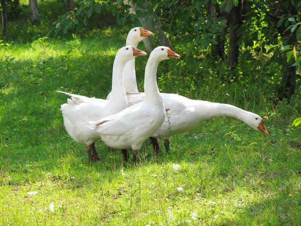 The garden is not a place for grazing livestock and poultry.  Photo from the website ogorodnik.com