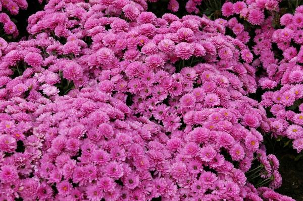 Бордюрная хризантема садовая сорт B.B. Purple высотой 25 см, фото автора
