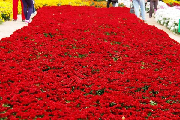 Куртина хризантемы садовой сорта Patio mun Red, фото автора