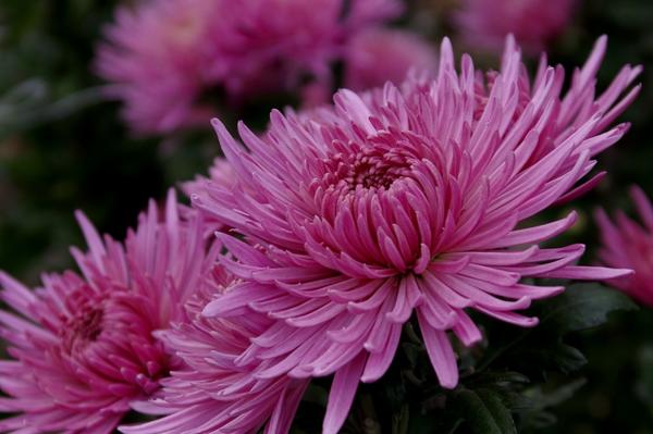 Дендрантема садовая сорт Anastasia Pink, фото автора