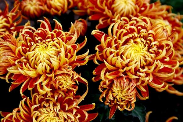 Дендрантема садовая сорт Lovisette, фото автора