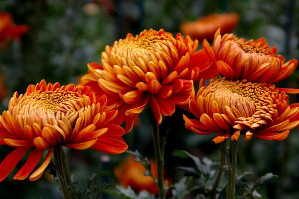 Дендрантема садовая сорт Perfection Orange, фото автора