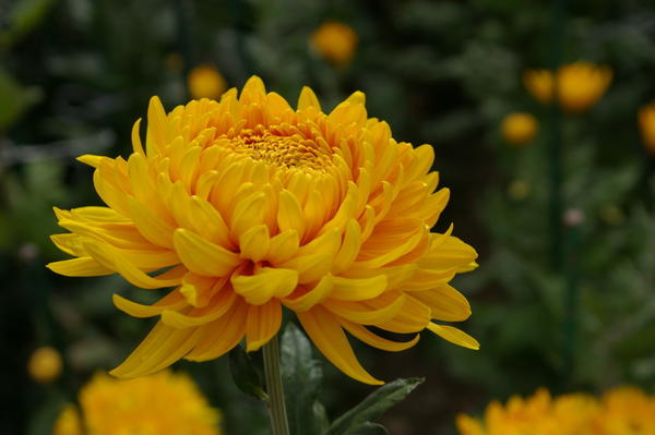 Дендрантема садовая сорт Zembla Yellow, фото автора