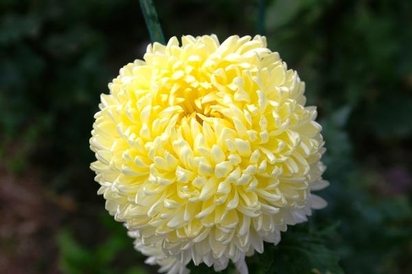 Дендрантема садовая сорт Creamiest Yellow, фото автора