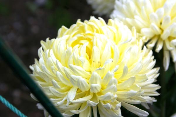 Дендрантема садовая сорт Creamiest White, фото автора