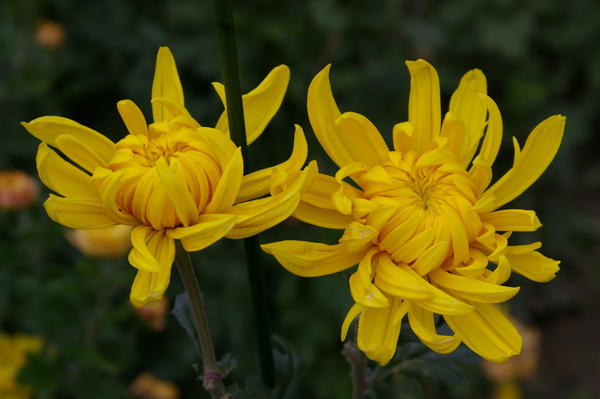 Дендрантема садовая сорт Lorna Doone Yellow, фото автора