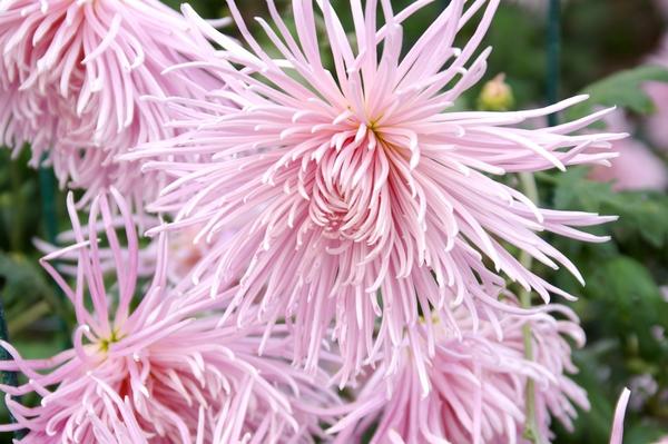 Дендрантема садовая сорт Rayonnante Pink, фото автора