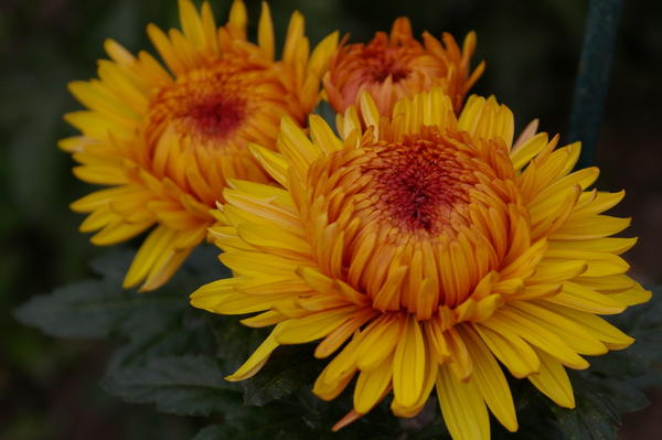 Дендрантема садовая сорт Lorna Doone Salmonicolor, фото автора