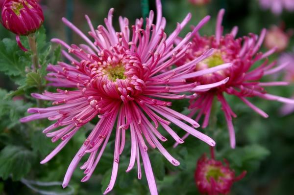 Дендрантема садовая сорт Spira Pink, фото автора