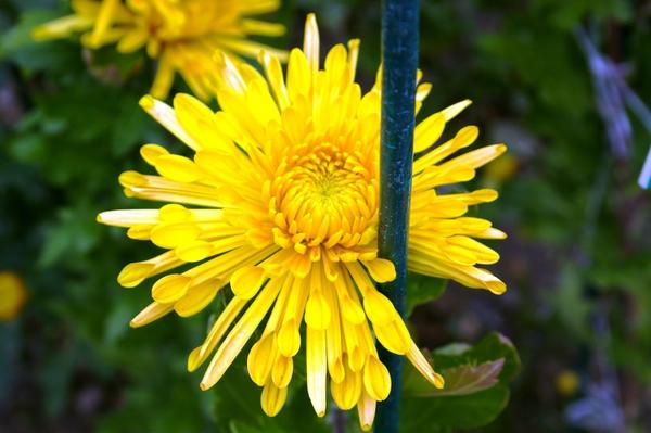 Дендрантема садовая сорт Dalystar Yellow, фото автора